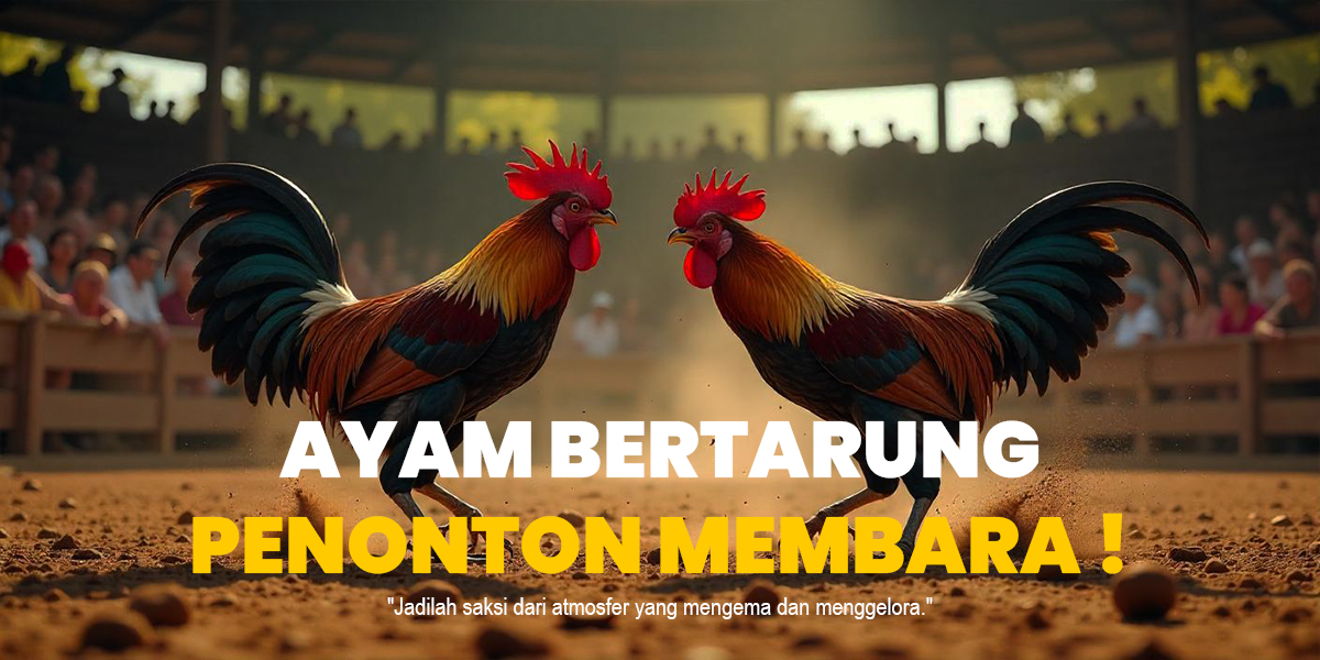 Mengungkap Keunggulan Ayam Bangkok dalam Sabung Ayam SV388